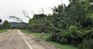tree_334075